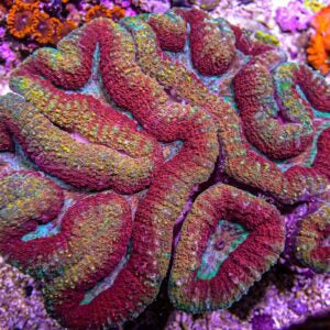 Lobophyllia Coral