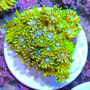 Goniopora Coral
