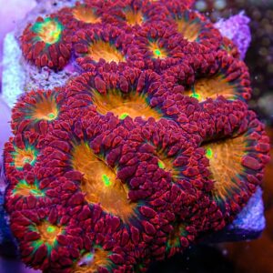 Blastomussa Coral