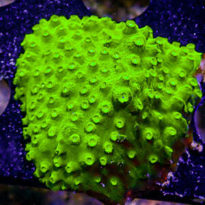 Cyphastrea Coral