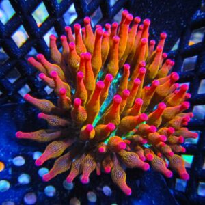 Anemones
