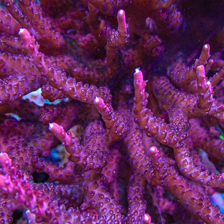 SPS
