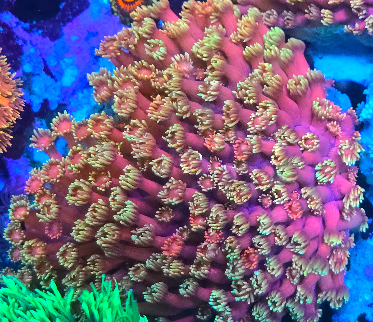 WWC Hollywood Nights Gonipora Colony