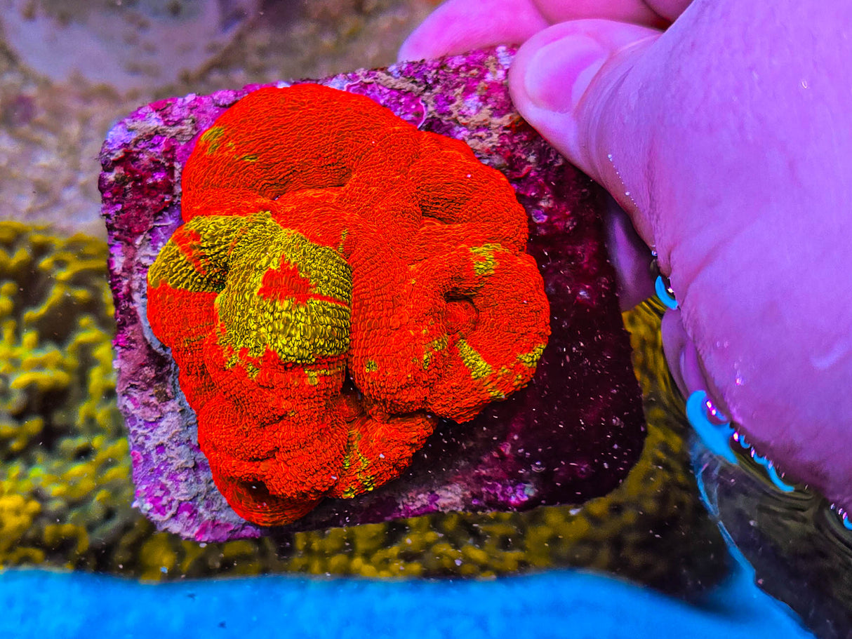 UC Golden Master Acan Bowerbanki