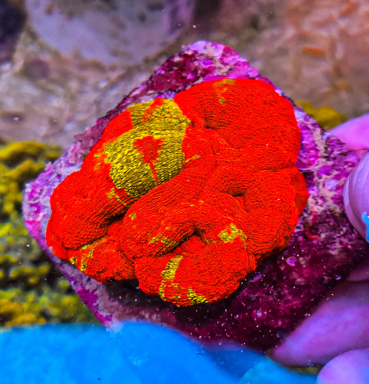 UC Golden Master Acan Bowerbanki