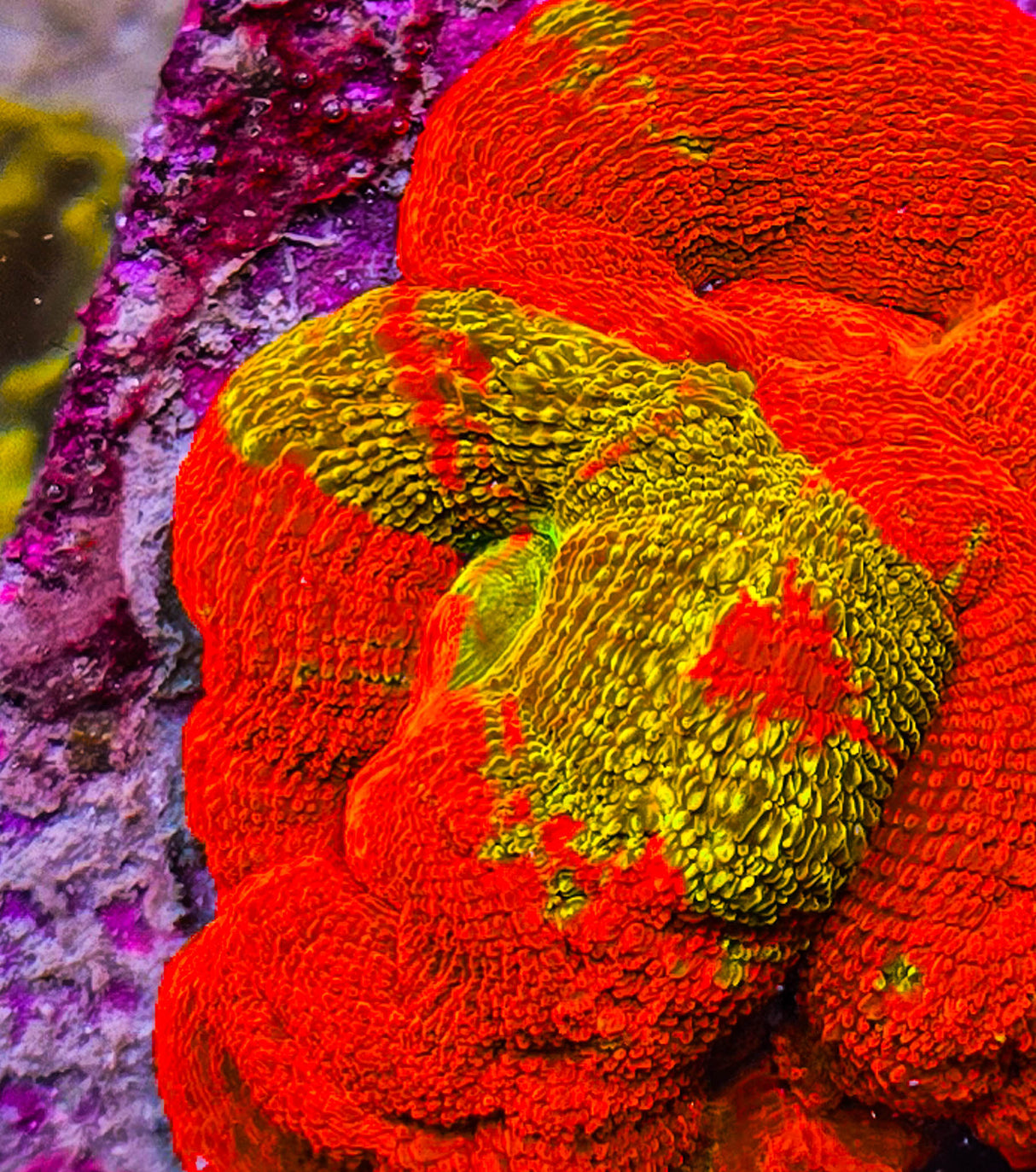 UC Golden Master Acan Bowerbanki