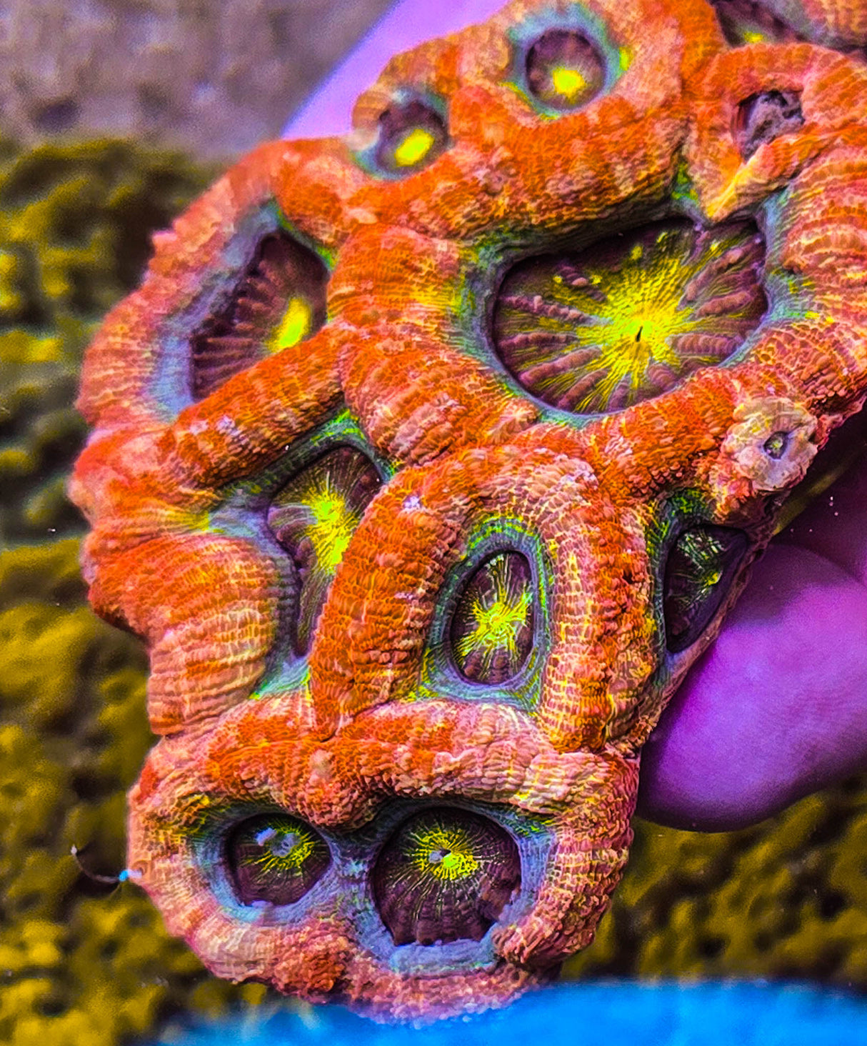UC Dragon Eye Bowerbanki Colony