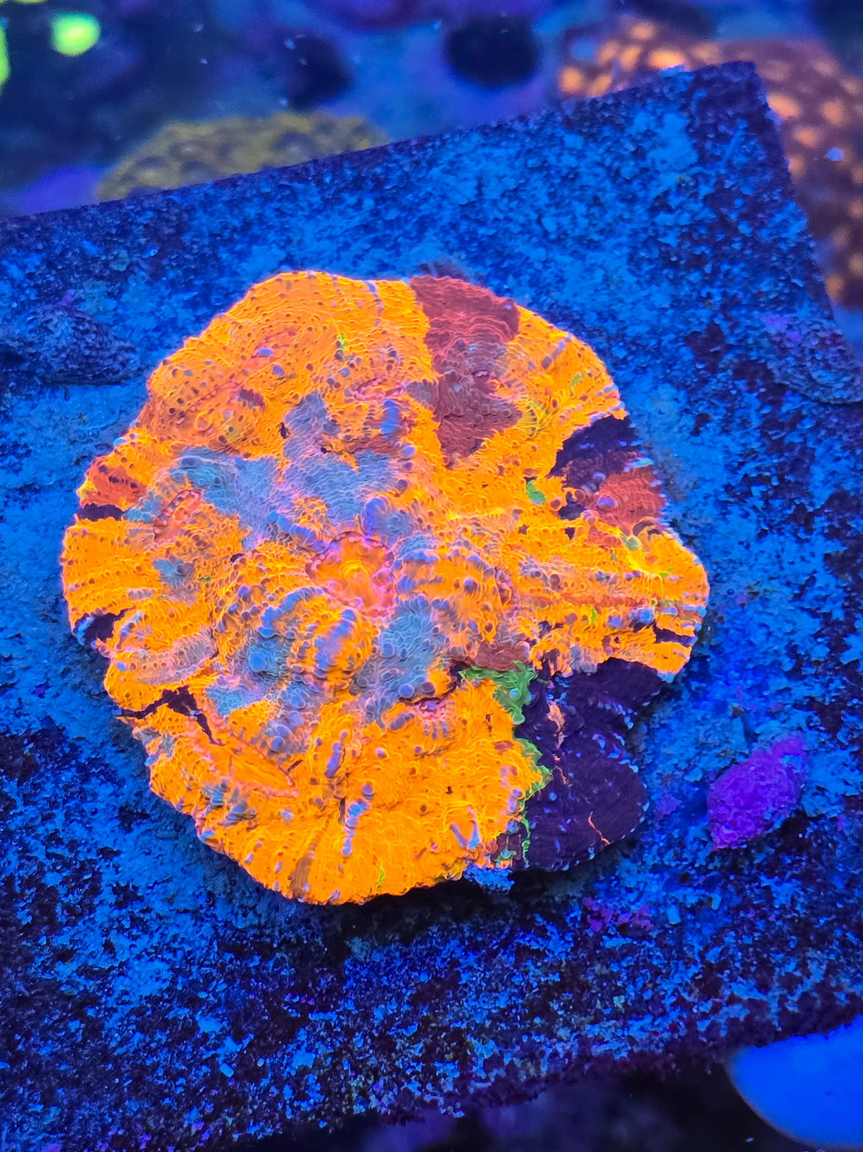 UC Quantum Rift Rainbow Chalice