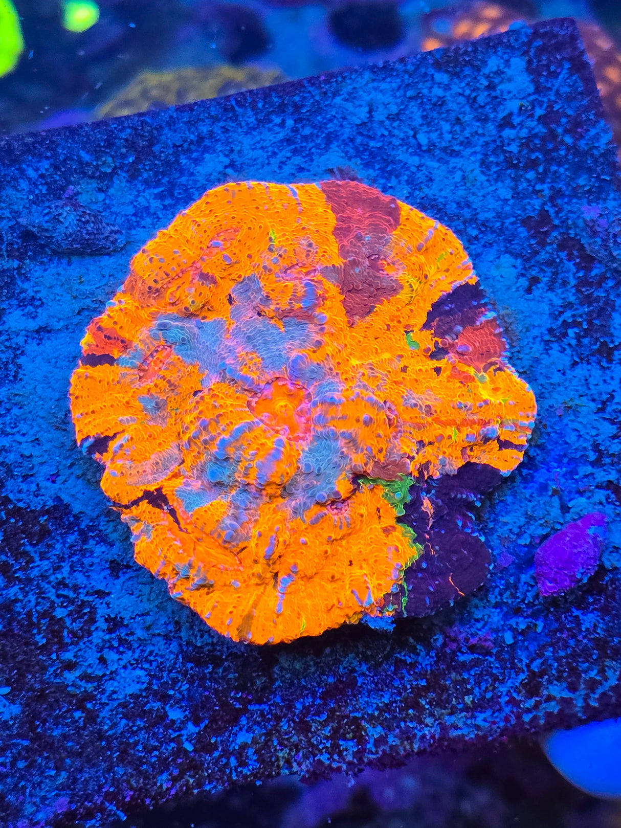 UC Quantum Rift Rainbow Chalice