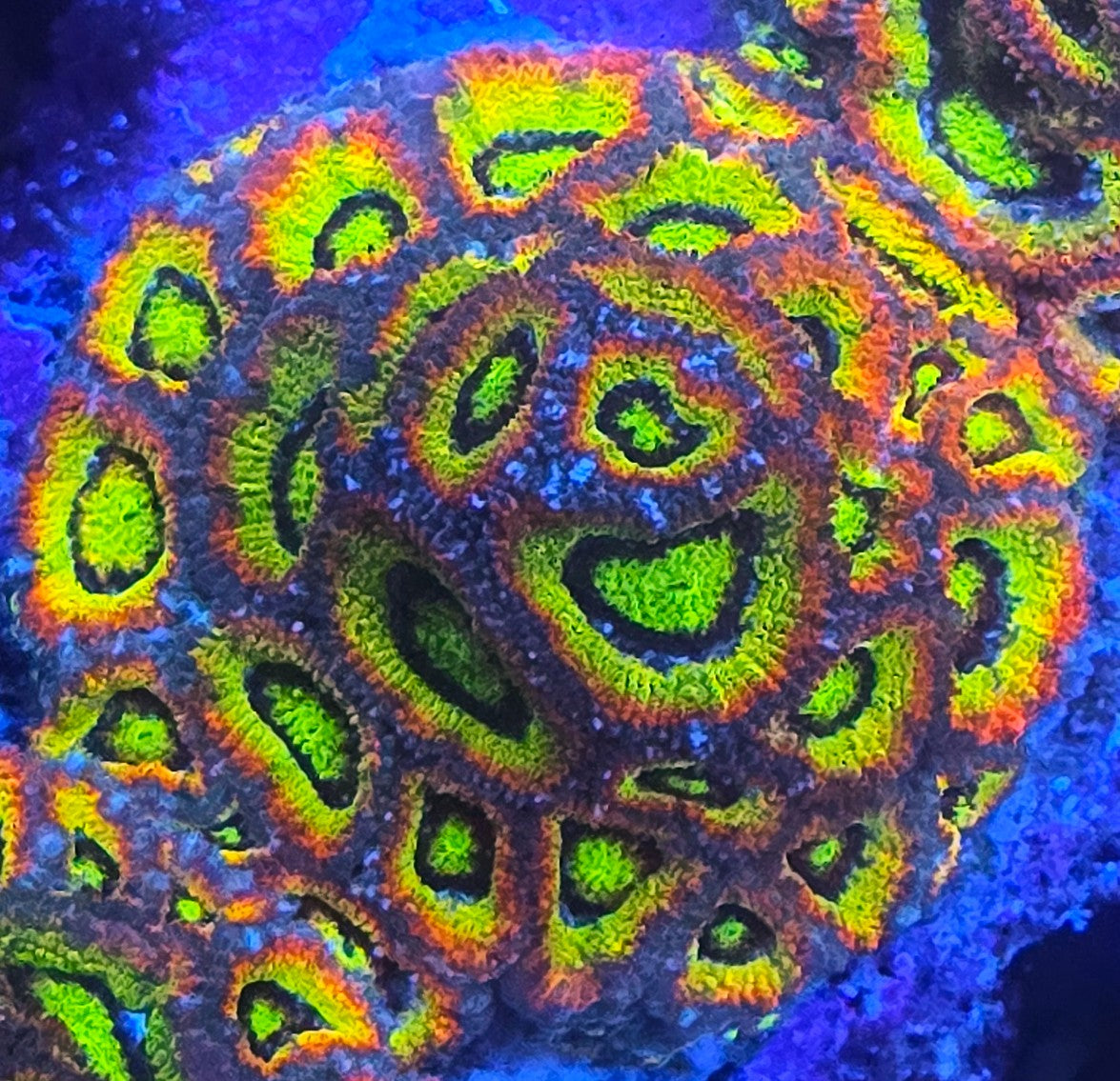 Holy Grail Micromussa Colony