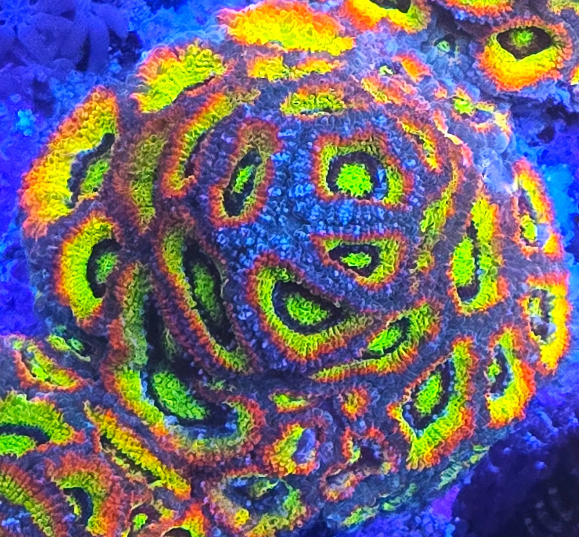 Holy Grail Micromussa Colony