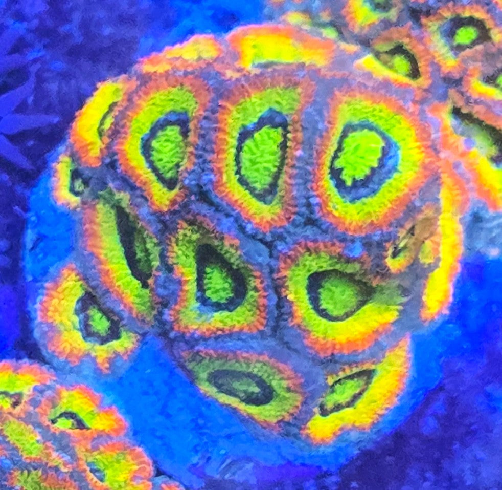 Holy Grail Micromussa Colony