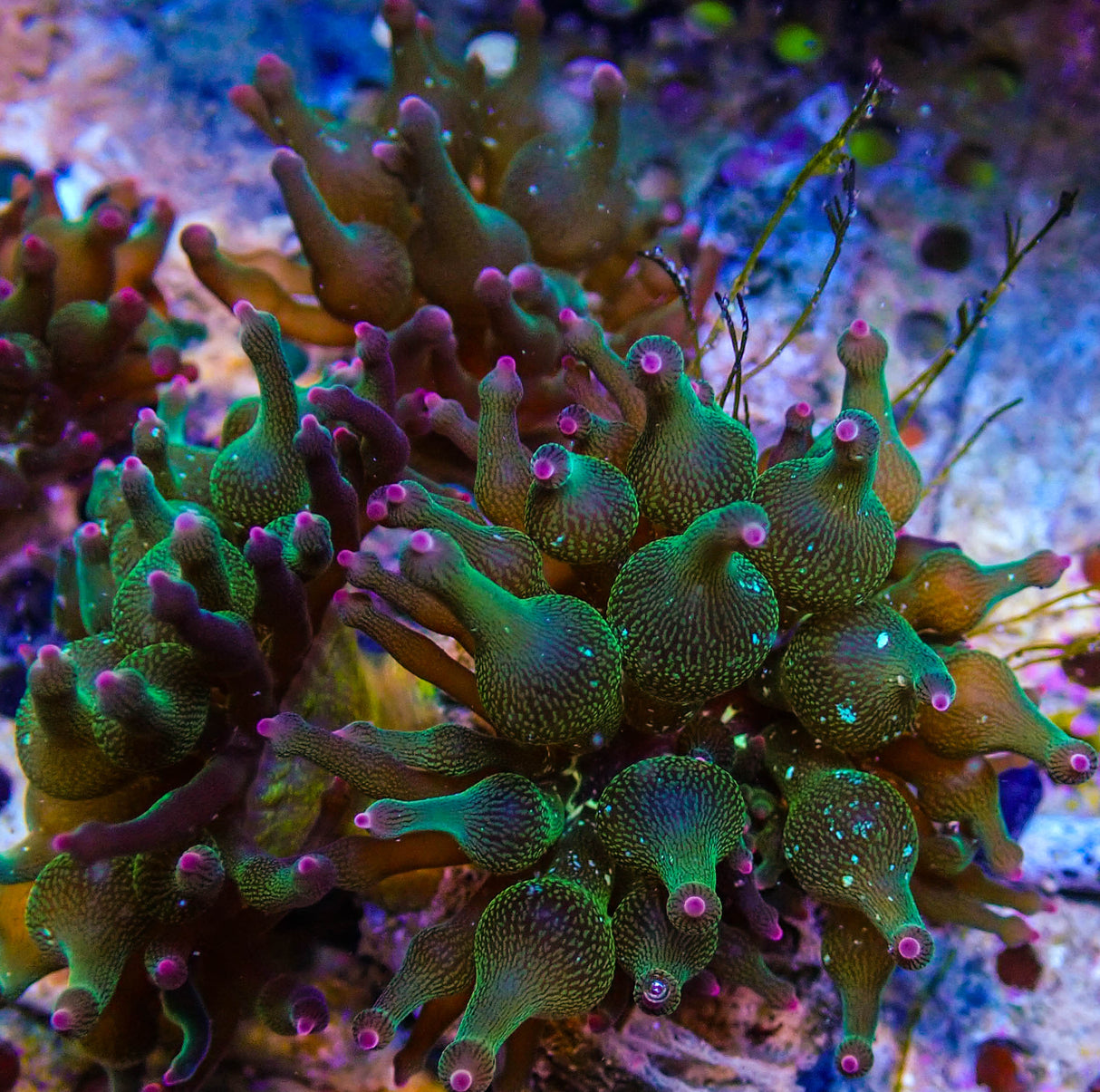 ECC Nexus Burst Joker Bubble Tip Anemone
