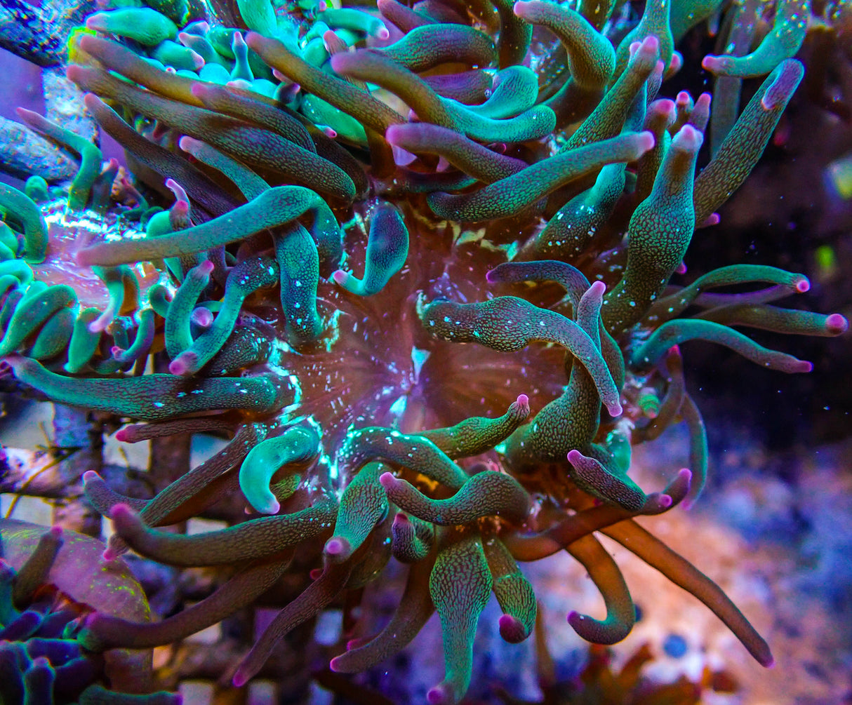 ECC Nexus Burst Joker Bubble Tip Anemone