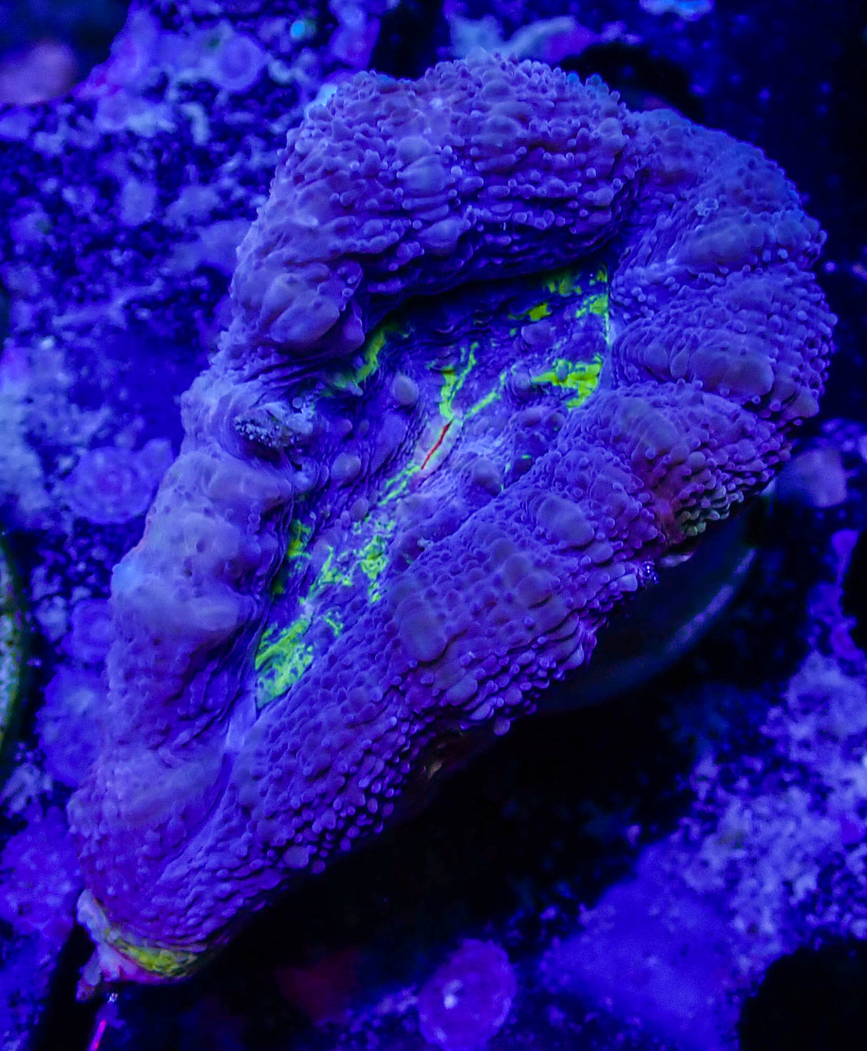 UC Blue Lightning Acan Bowerbanki