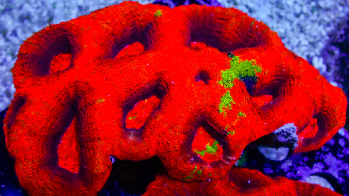 ARC Master Acan Bowerbanki Colony