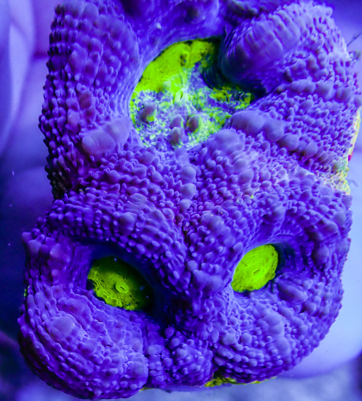 UC Blue Lightning Acan Bowerbanki
