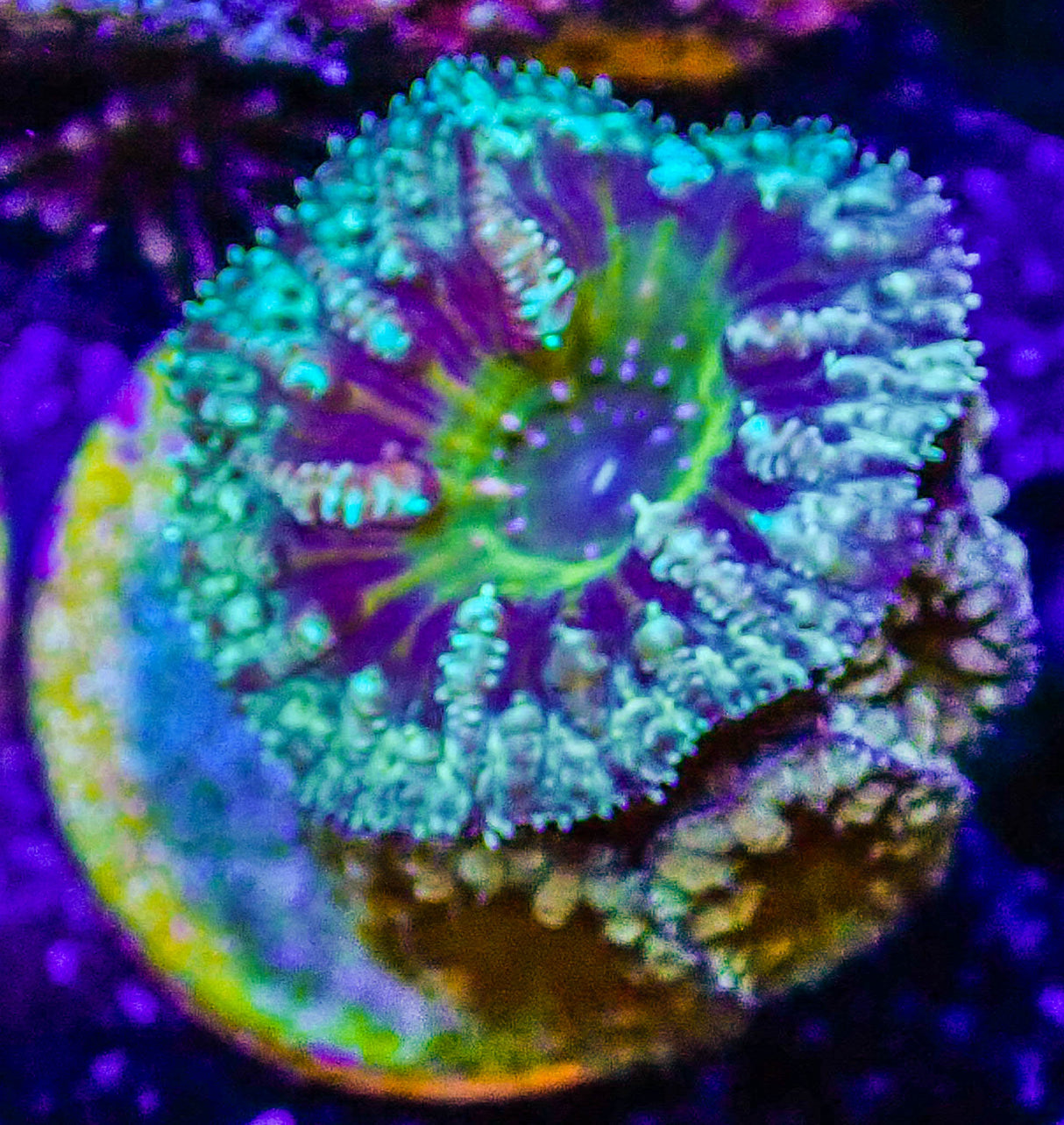 UC Sub-Zero Blastomussa Merletti