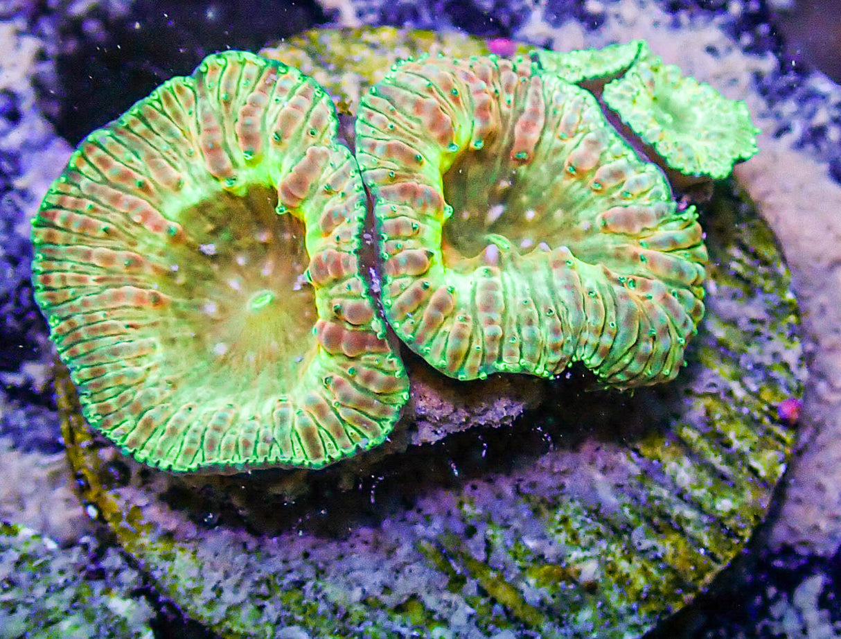 UC Gold Digger Blasto