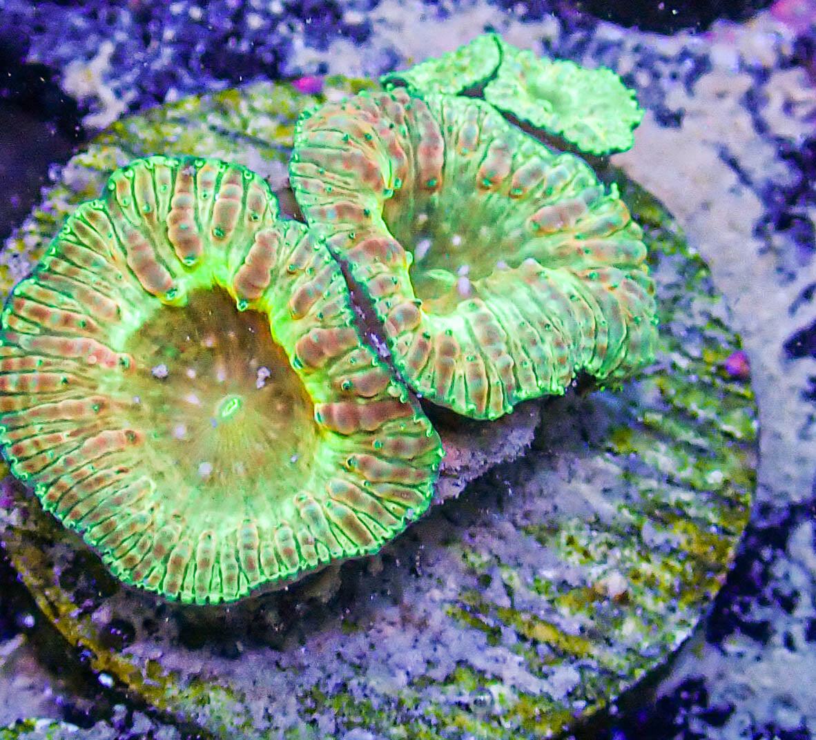 UC Gold Digger Blasto