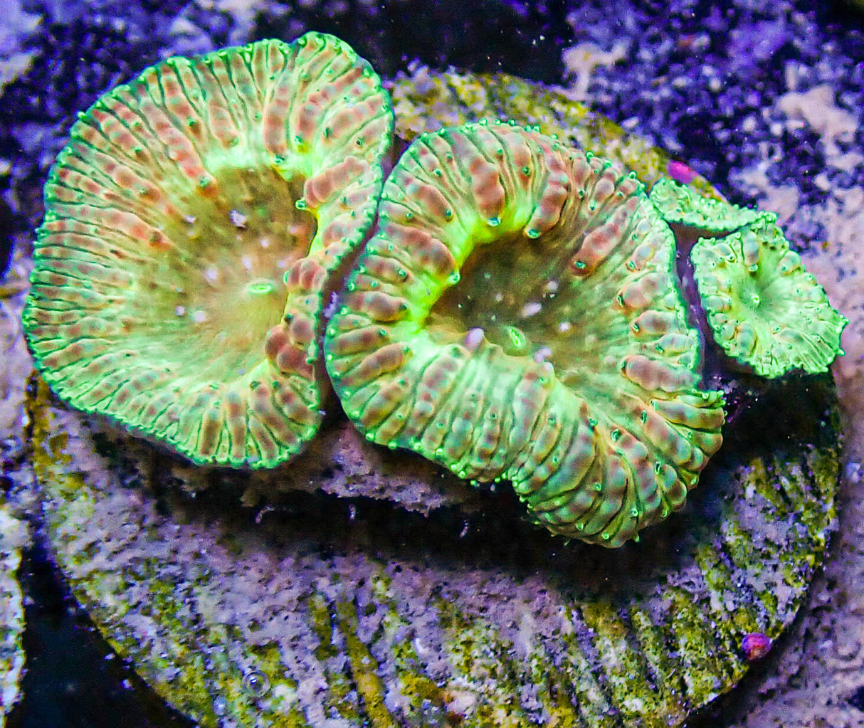 UC Gold Digger Blasto