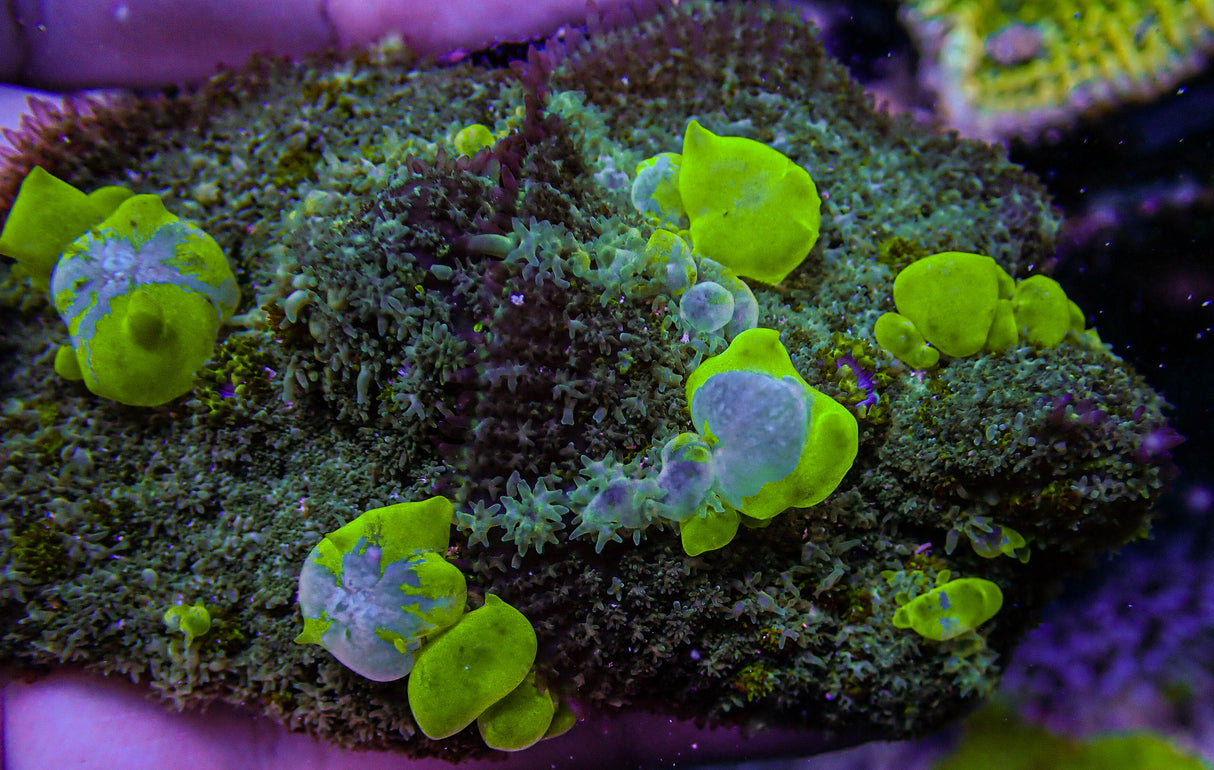 UC Maestro Bounce Mushroom Colony