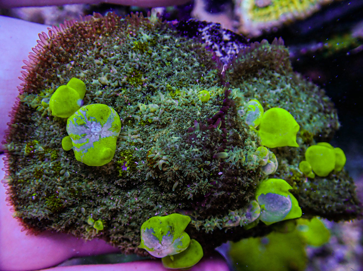 UC Maestro Bounce Mushroom Colony