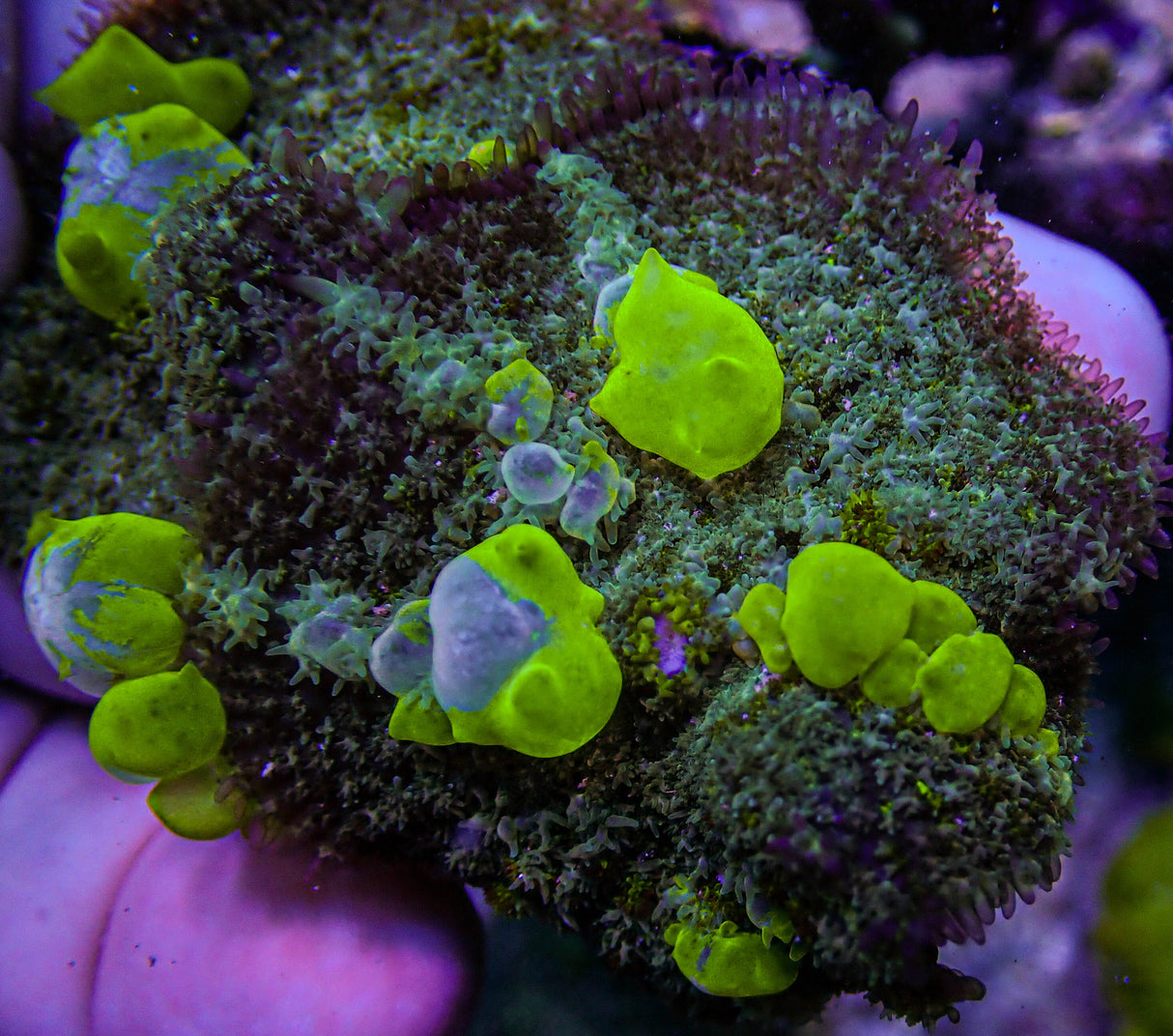 UC Maestro Bounce Mushroom Colony