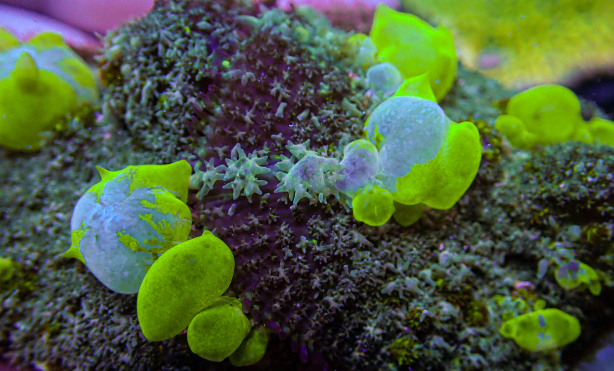 UC Maestro Bounce Mushroom Colony