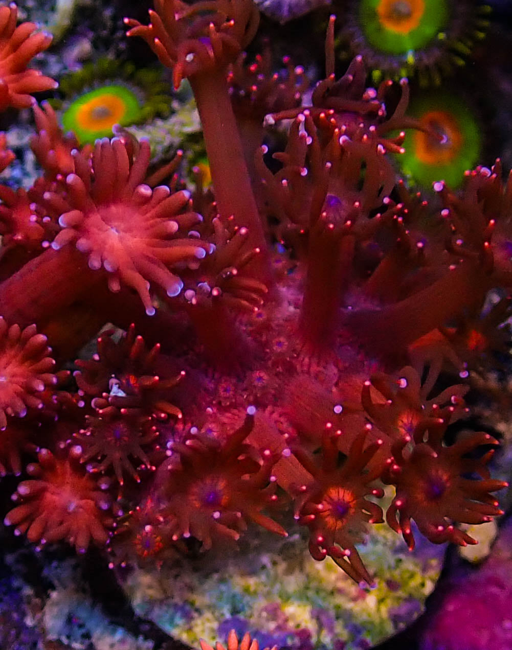 UC Red Glitter Goniopora