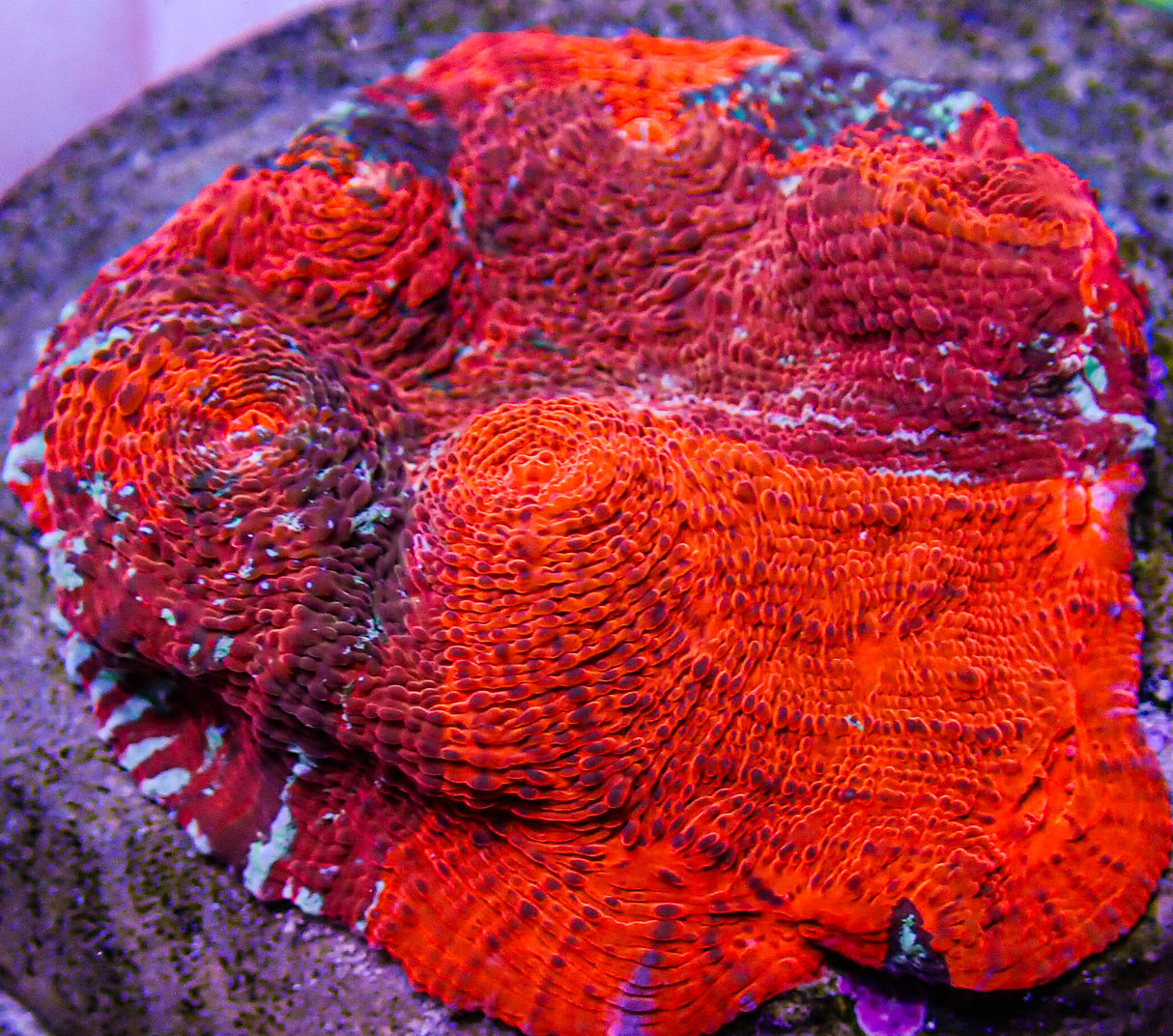 UC Cherry Jubilee Chalice