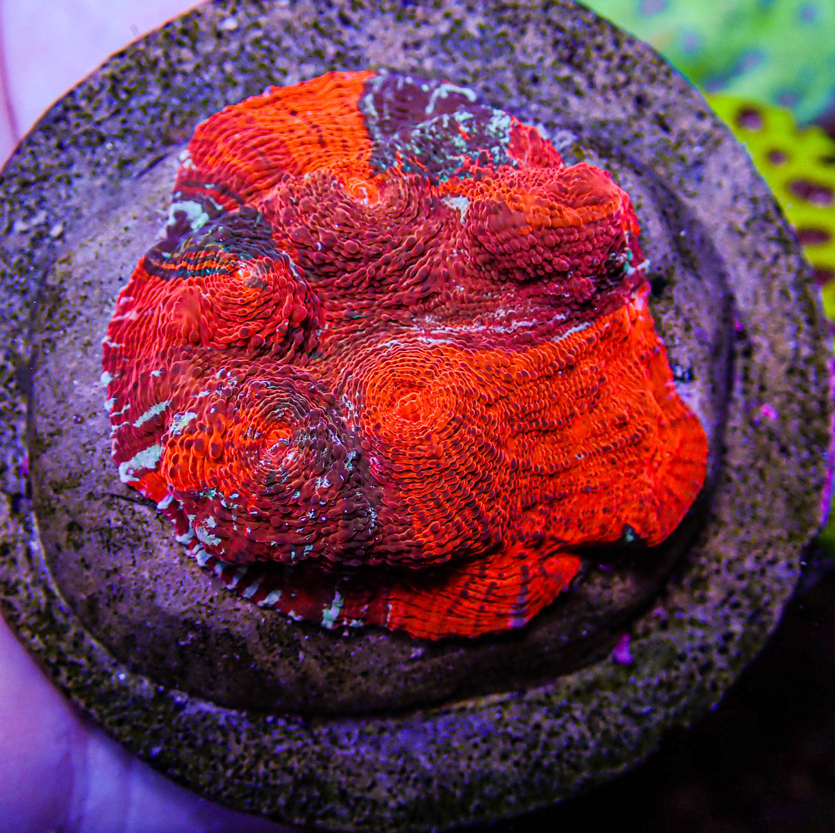 UC Cherry Jubilee Chalice