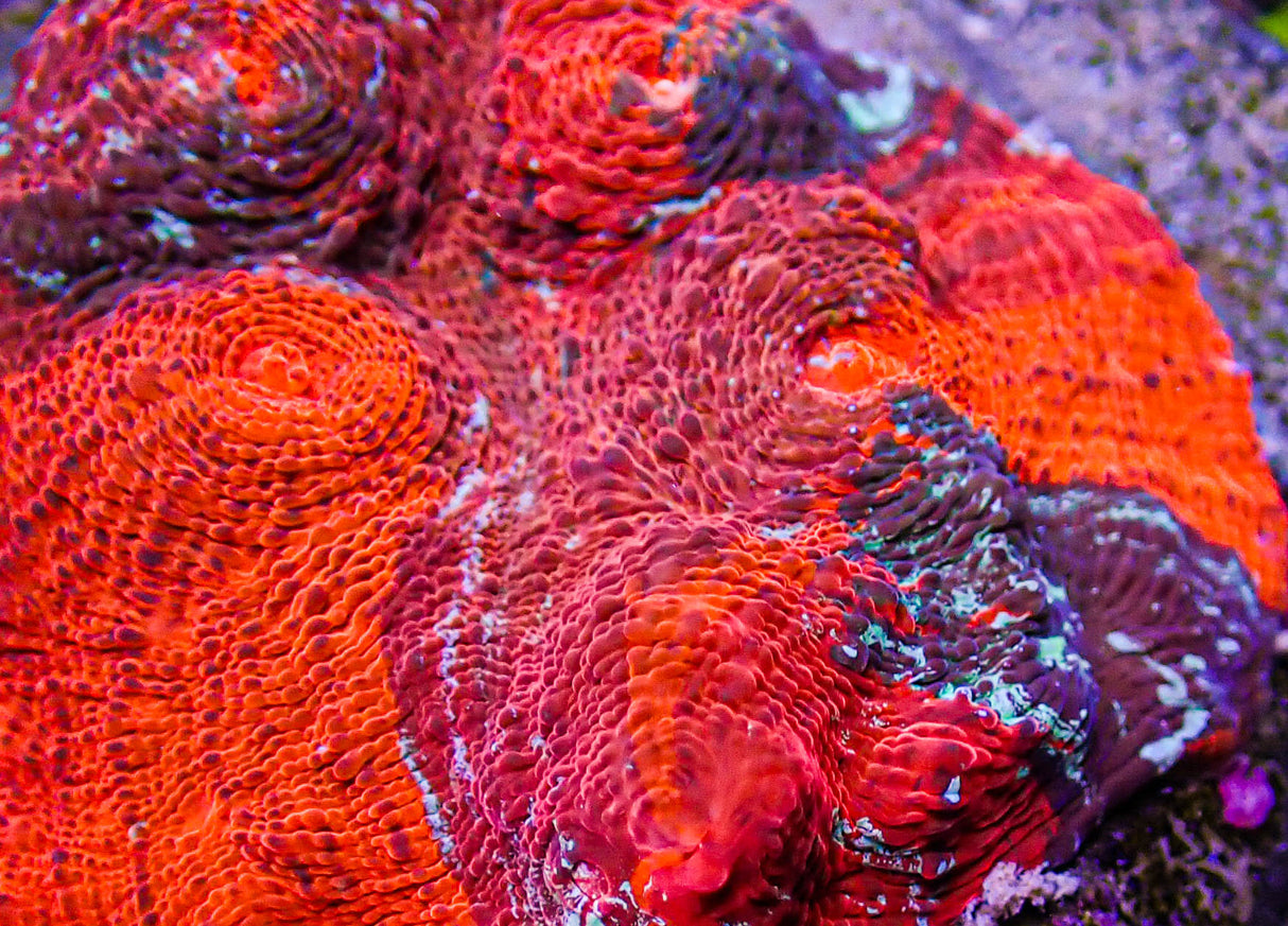 UC Cherry Jubilee Chalice