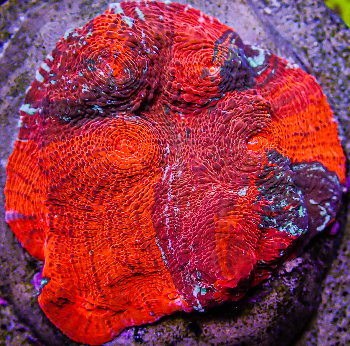 UC Cherry Jubilee Chalice