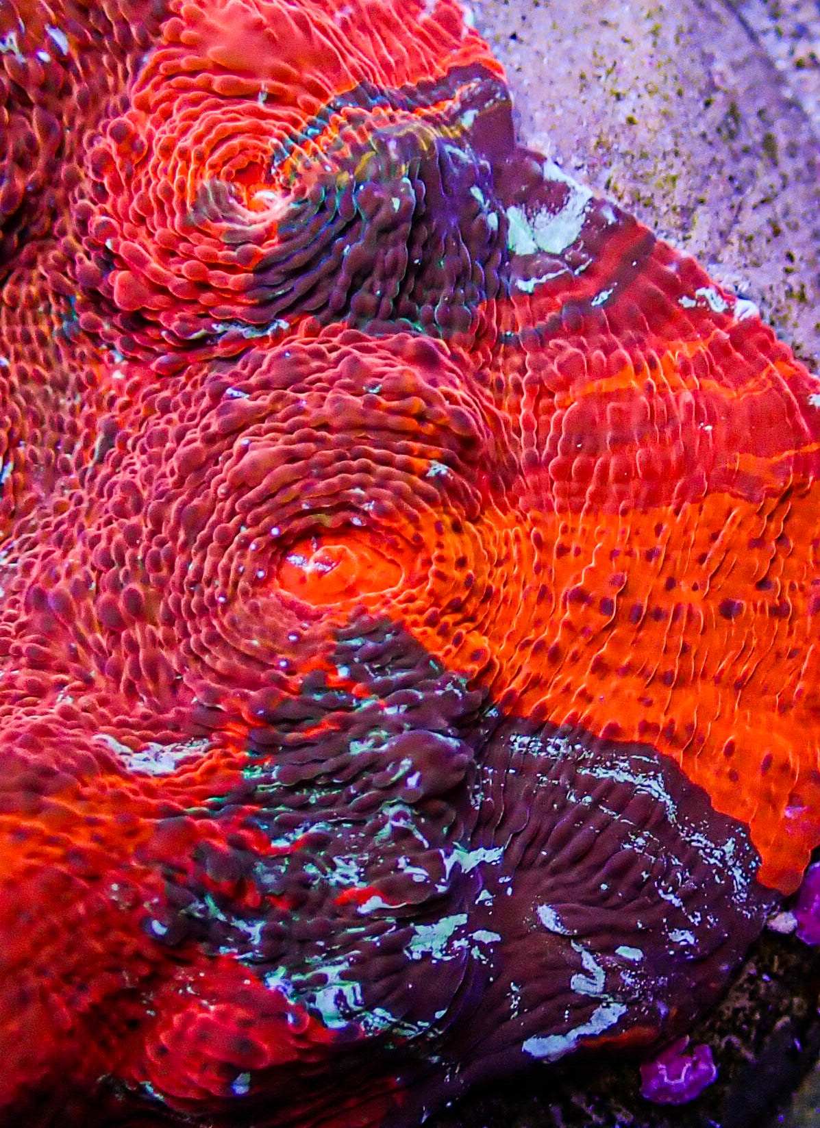 UC Cherry Jubilee Chalice