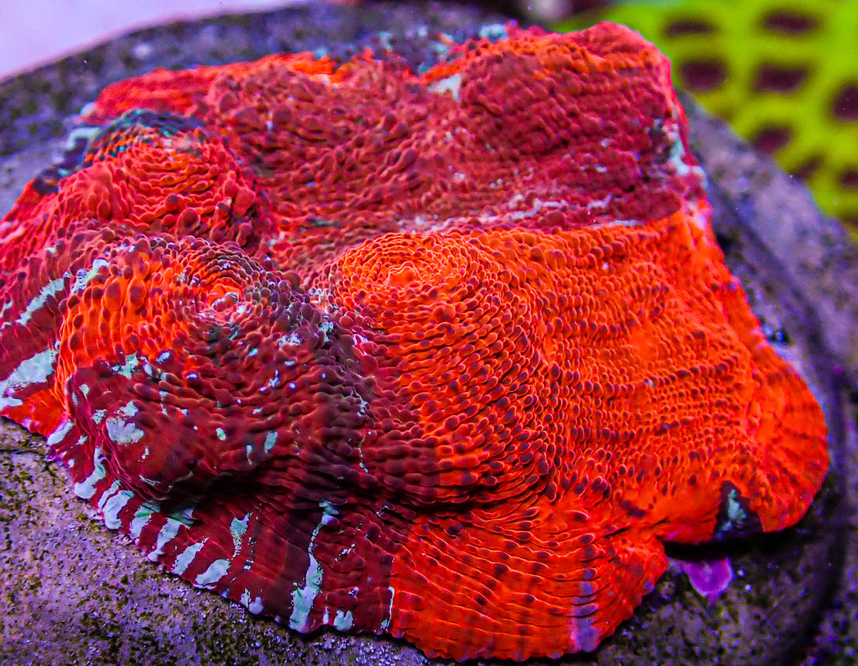 UC Cherry Jubilee Chalice