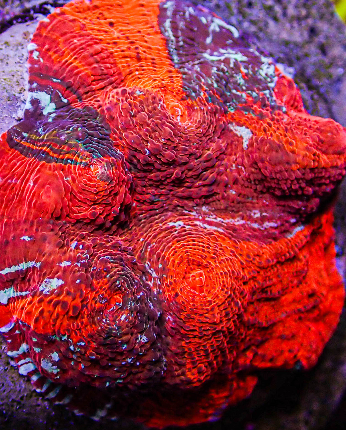 UC Cherry Jubilee Chalice