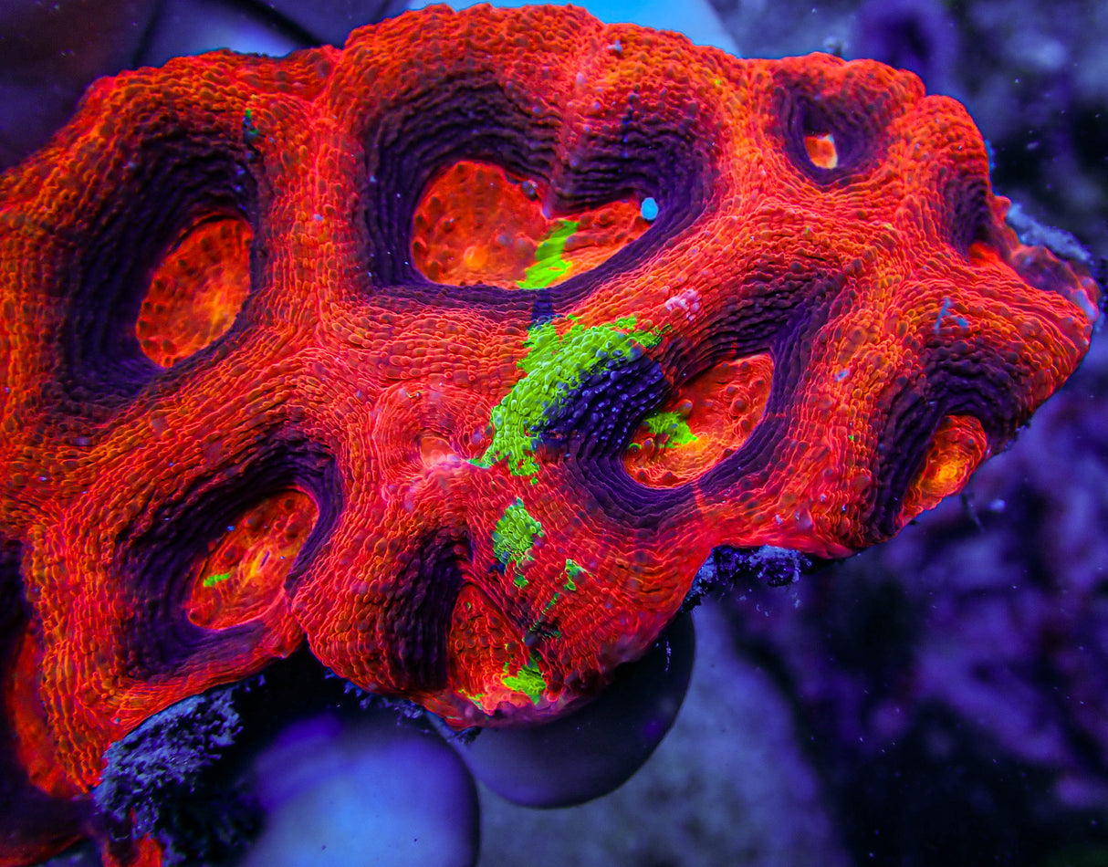 ARC Master Acan Bowerbanki Colony