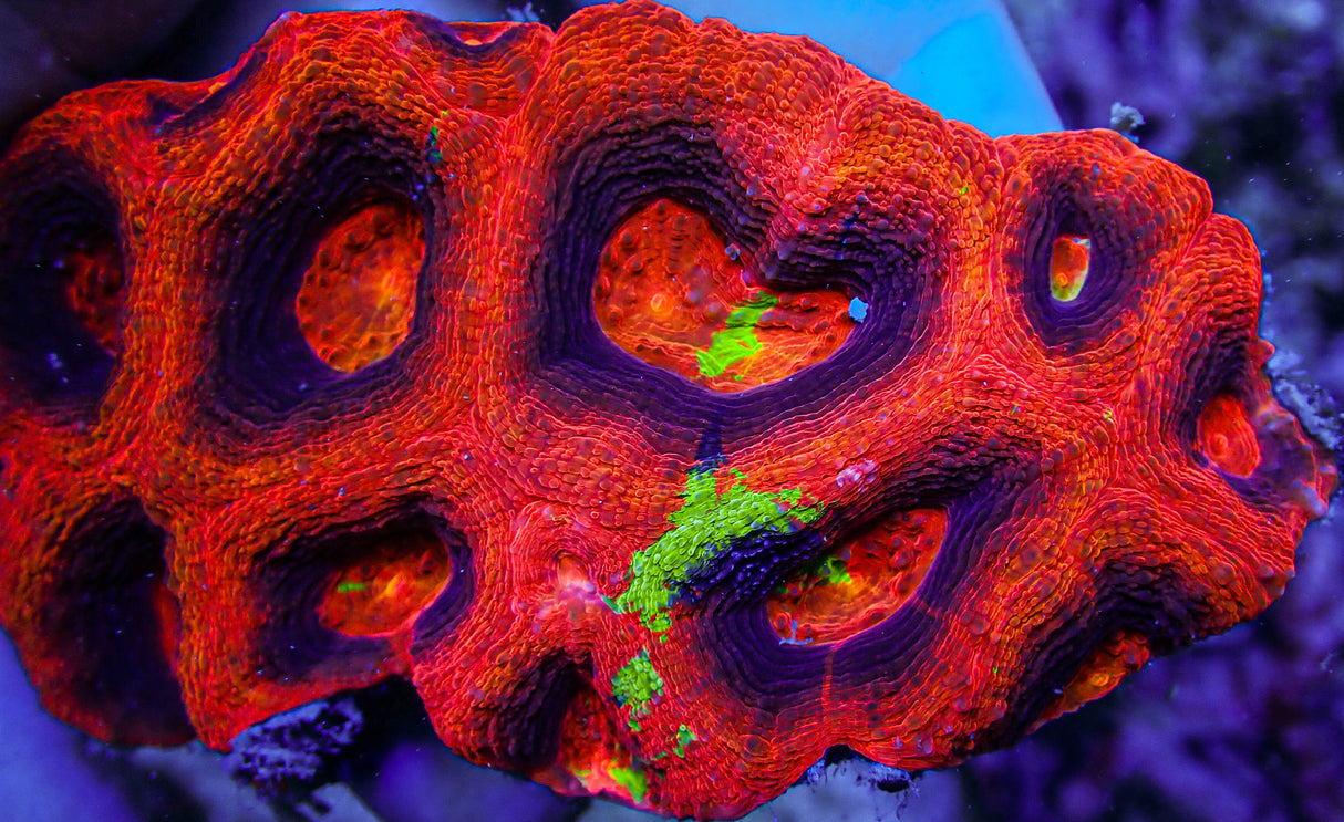 ARC Master Acan Bowerbanki Colony