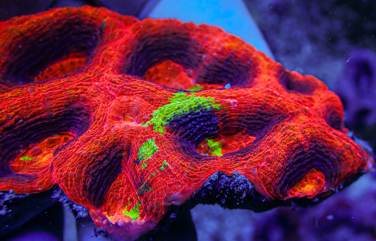 ARC Master Acan Bowerbanki Colony