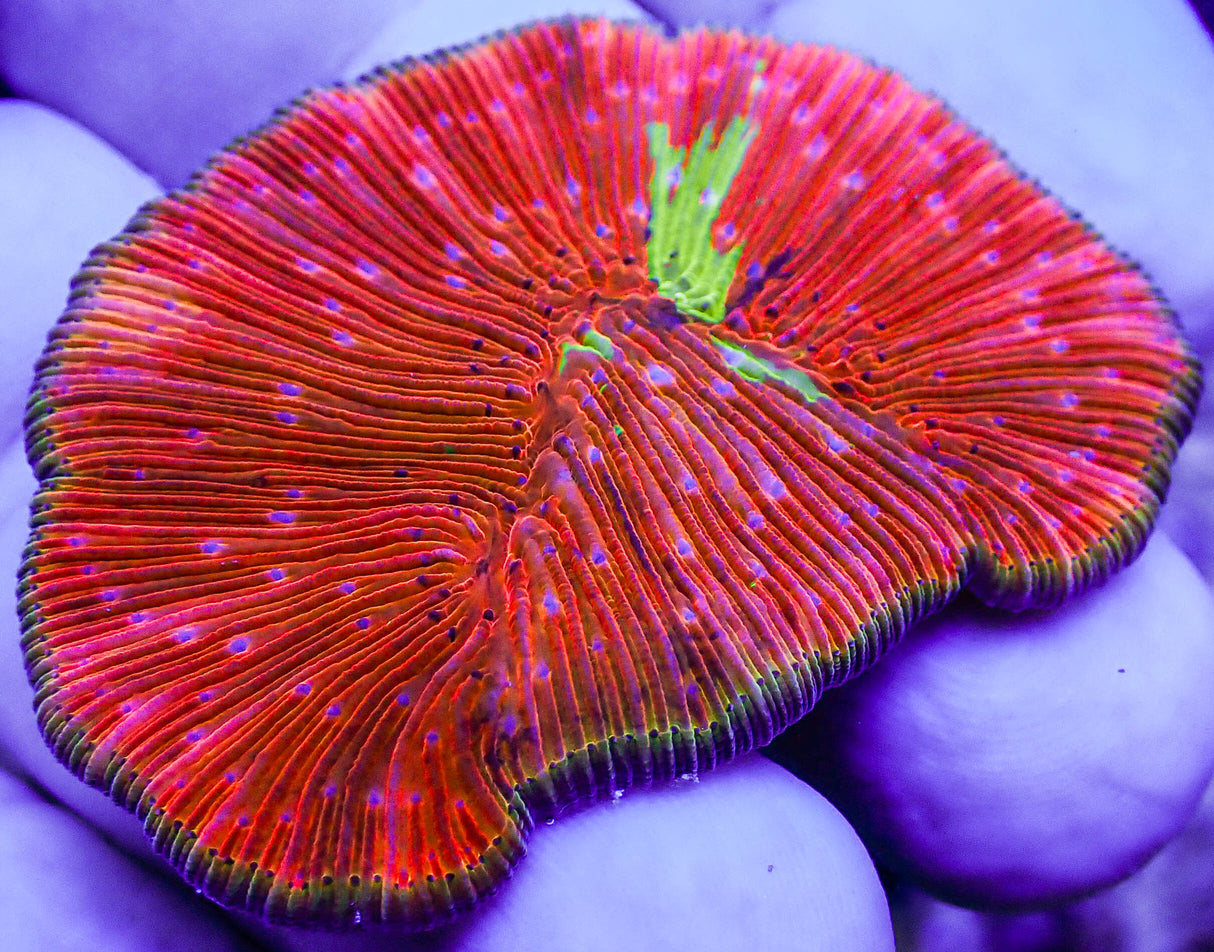 WWC True Rainbow Diaseris Plate