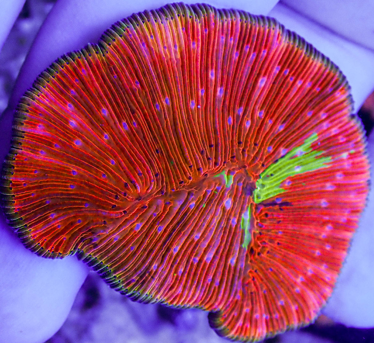 WWC True Rainbow Diaseris Plate