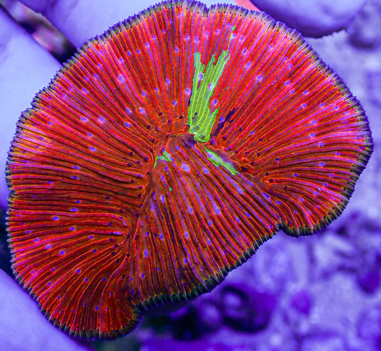 WWC True Rainbow Diaseris Plate