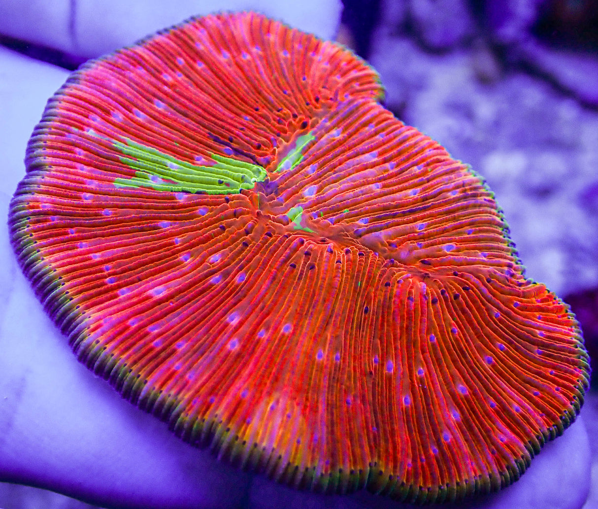 WWC True Rainbow Diaseris Plate