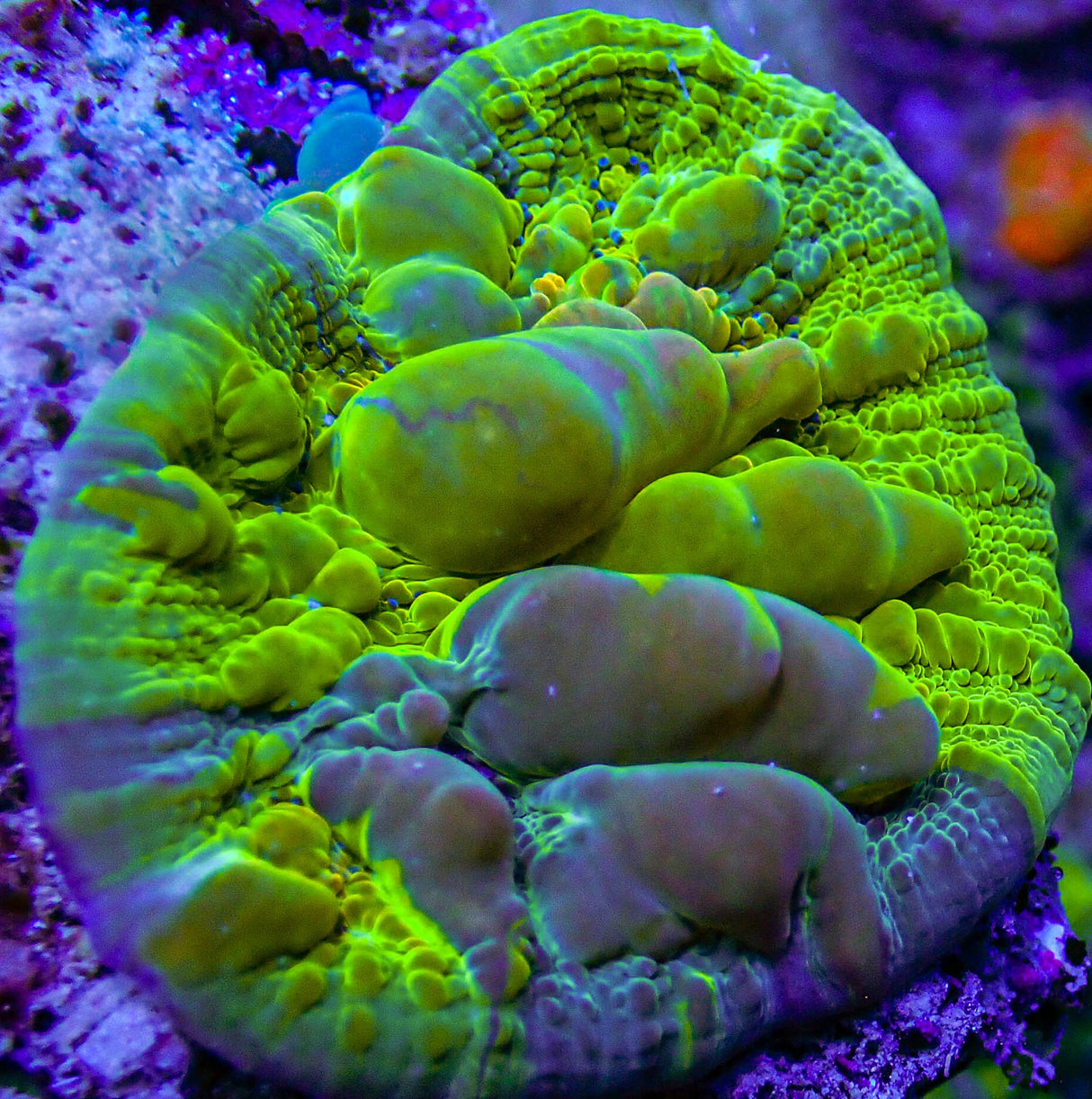 Grafted Cosmic Cloud Bounce Chalice