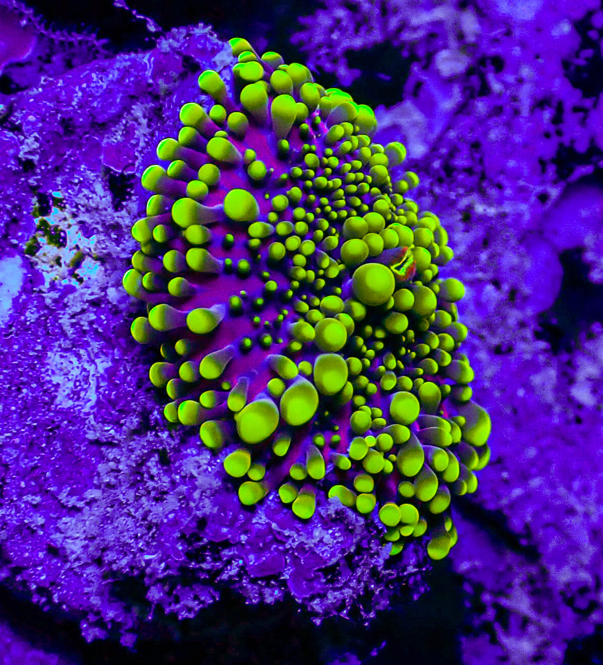 UC Grape Ape Yuma Mushroom