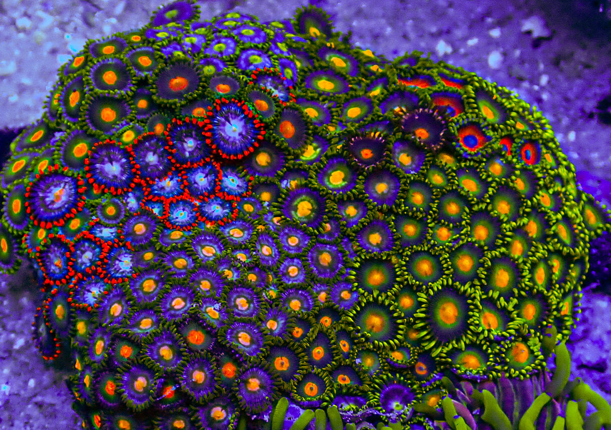 Ultra Mixed Zoanthid Rock