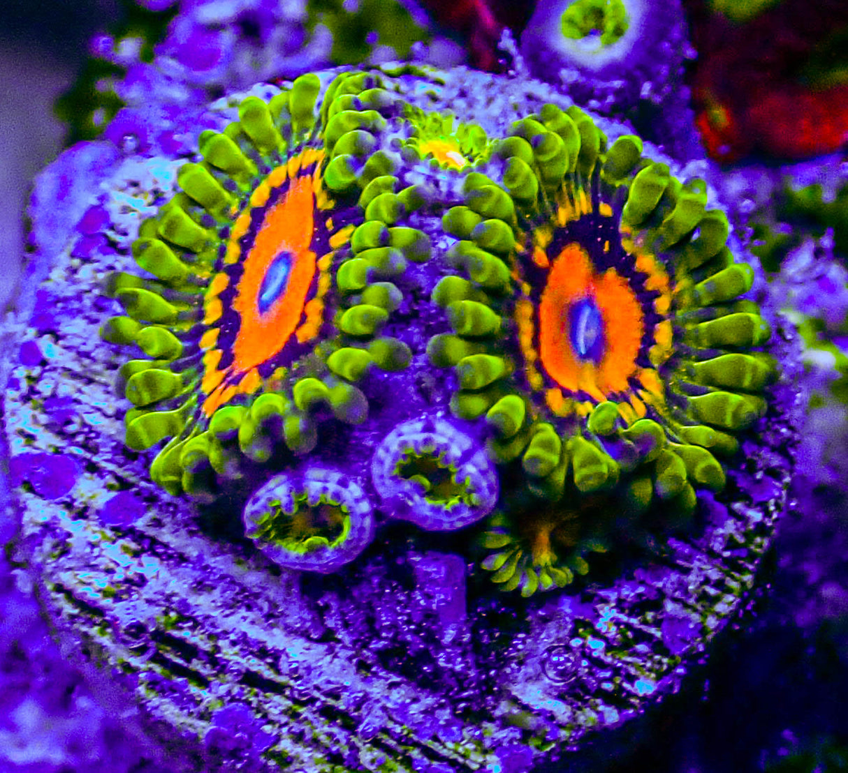 Marvin The Martian Zoas