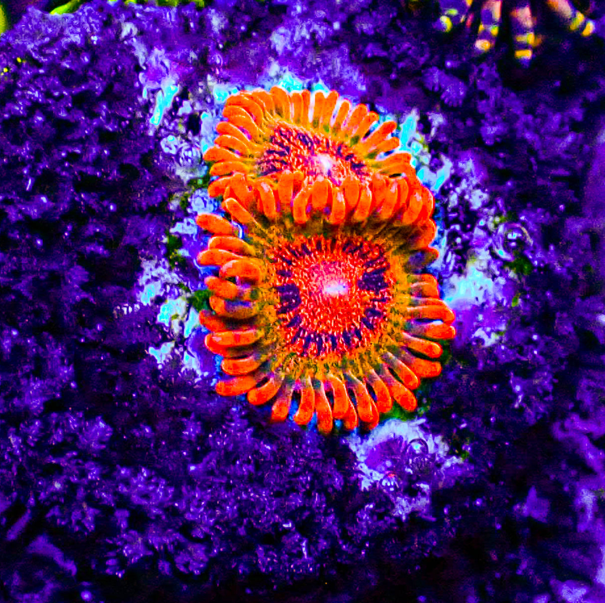 Speckled Krak Zoas
