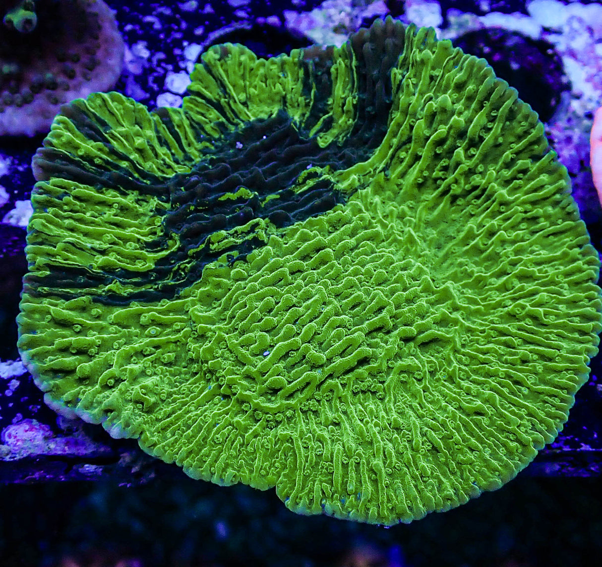 UC Cold Fusion Montipora